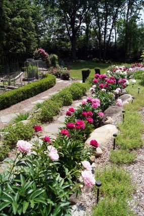 Peonies Peony Flower Garden, Peony Garden, Planting Peonies, Growing Peonies, Garden Flower Beds, Leafy Plants, Fine Gardening, Peonies Garden, Fall Garden