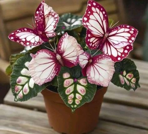 Moonlight Butterfly, Desk Plants, Patio And Garden, White Leaf, White Butterfly, Plant Mom, Balcony Garden, Natural Environment, Leaf Shapes