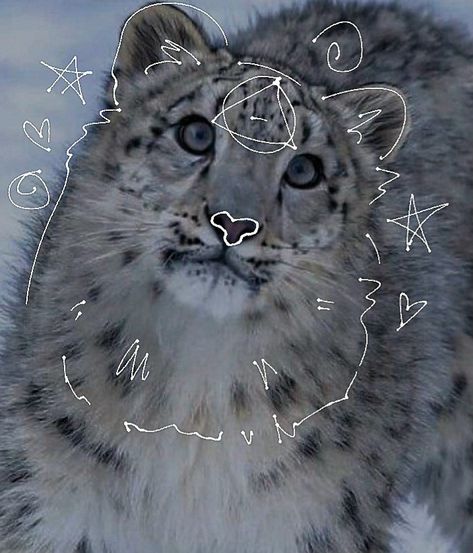 Snow Leopard Therian, Therian Pfp, Snow Leopard, Please Do, Made By Me, Look At, Writing