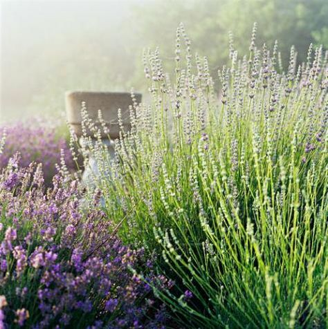 Midwest Flowers, Lavender Patch, Midwest Gardening, Midwest Garden, Michigan Garden, Grow Lavender, Lavender Varieties, Frugal Gardening, Pretty Plant