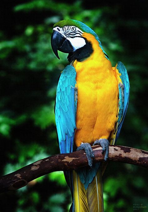 Blue And Gold Macaw, Sea Life Animals, January 7th, Beautiful Sea, Blue And Gold, Sea Life, Wall Art Home, Parrot, Yellow