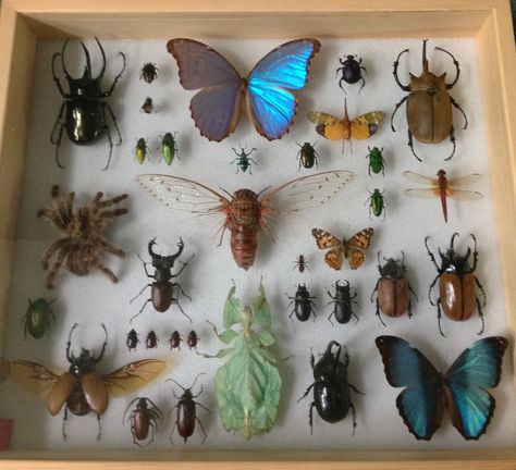 My first insect case. Bugs In Frames, Bug Collection Aesthetic, Bug Display Case, Insect Room Decor, Insect Collection Display, Pinned Bug Display, Pinned Insects Display, Bug Pinning Display, Bug Collection Display