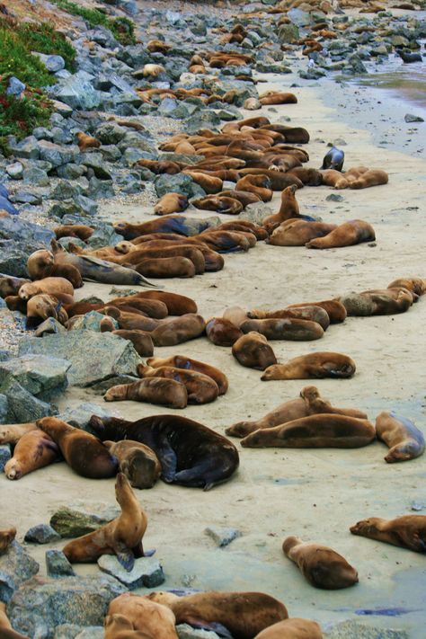 Walk or bike along the coastal recreation trail and you will see dozens of seals relaxing on the beach and playing in the water! For information about Pacific Grove and its offerings visit: www.pacificgrove.org Monterey Peninsula, Monterey California, Cheap Flight, Cheap Flight Tickets, Monterey Ca, Pacific Grove, Carmel By The Sea, Flight Tickets, Fairy Queen