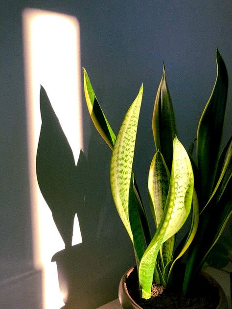 Film/plant Sansevieria Laurentii, Toxic Plants For Cats, Snake Plant Care, Sansevieria Plant, Balcony Plants, Plant Photography, Plant Wallpaper, Plant Aesthetic, Cactus Y Suculentas