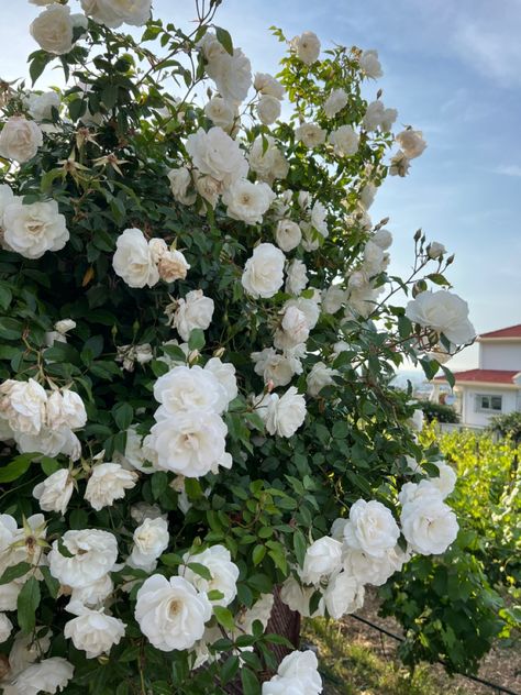 White Rose Bush, Rose Bush, White Rose, White Roses, Roses, Wattpad, Flowers, White