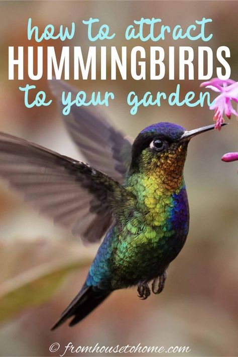 These tips for how to make a hummingbird garden are great! Learn what flowers, feeders and design elements you will need to turn get hummingbirds to move into your backyard.  #fromhousetohome #hummingbirds #bird #gardeningtips #gardenideas  #birds Attracting Hummingbirds, Hummingbird Plants, Attract Hummingbirds, Plant Tips, Hummingbird Flowers, Best Flowers, Hummingbird Garden, Bird Care, How To Attract Hummingbirds