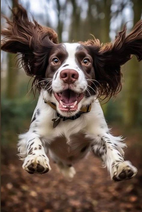 English Springer Spaniel World | Best Photo🥰 | Facebook Working Springer Spaniel, Springer Dog, English Springer Spaniel Puppy, Luck Dragon, Springer Spaniel Puppies, Boykin Spaniel, Cute Puppy Wallpaper, Puppy Photography, Photo Facebook