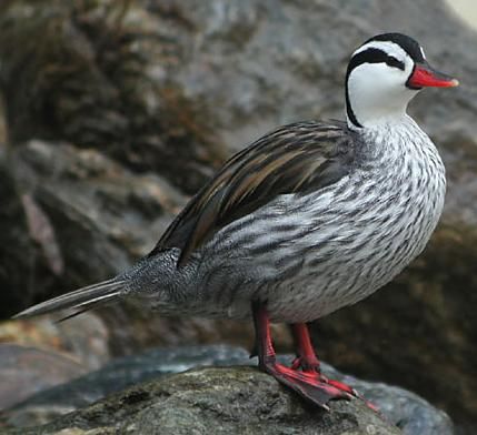 Wild Duck, Rock River, Duck Hunting, Birds Eye View, Birds Eye, Zoo Animals, Bird Feathers, Beautiful Birds, Ducks