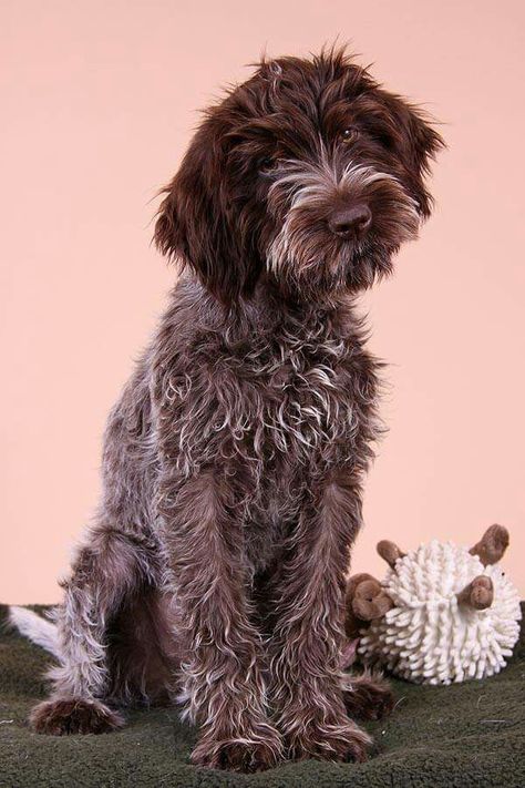 Sahine nielsen German Wired Hair Pointer, Korthals Griffon, German Pointer, Pointing Griffon, Wirehaired Pointing Griffon, Photos Of Dogs, Most Beautiful Dog Breeds, Griffon Dog, German Shorthaired Pointer Dog