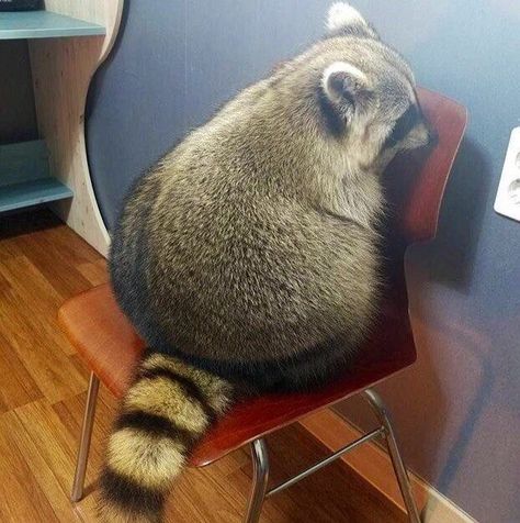 Fat Raccoon, Pet Raccoon, Cute Raccoon, Raccoon Funny, Trash Panda, Silly Animals, Racoon, Fat Cats, Cute Animal Photos