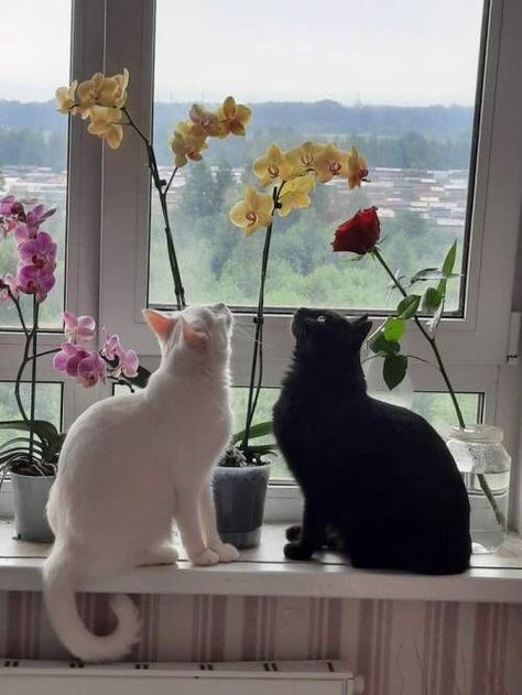 Two Cats, Tumblr, Flowers