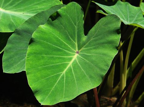 Health Benefits of Taro Leaves — thecoconet.tv - The world’s largest hub of Pacific Island content. Taro Leaves, Taro Plant, Silver Leaf Earrings, Earrings Nature, Botanical Earrings, Pond Plants, Natural Diet, Cabbage Leaves, Nature Earrings