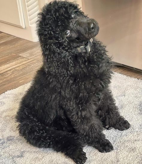 Male black standard poodle. 11 weeks old. Standard Black Poodle, Black Standard Poodle Puppy, Standard Poodle Service Dog, Black Poodle Puppy, Standard Poodle Puppy, Poodle Haircuts, Black Standard Poodle, Youtuber Dr, Poodle Haircut