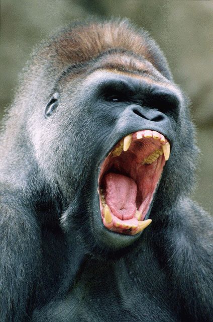 Male gorillas use threat gestures to establish territory and status. Gorilla Tattoo, Silverback Gorilla, Vegan Memes, Mountain Gorilla, Great Ape, Primates, Animal Photo, Animal Kingdom, Animals Beautiful