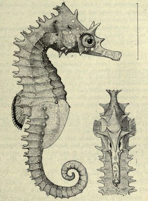 1000+ images about Seahorse on Pinterest | Seahorses, Horses and ... Scientific Drawing, Science Illustration, 흑백 그림, Sea Horse, Scientific Illustration, Seahorses, Nature Illustration, Fish Art, Sealife