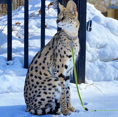 Cats, savannah cat, animals, pets, exotic, African Savannah Cat, Savannah Cat F1, Savanna Cat, F1 Savannah Cat, Norwegian Cat, Savannah Animals, Savannah Cats, Funniest Cat, Hybrid Cat