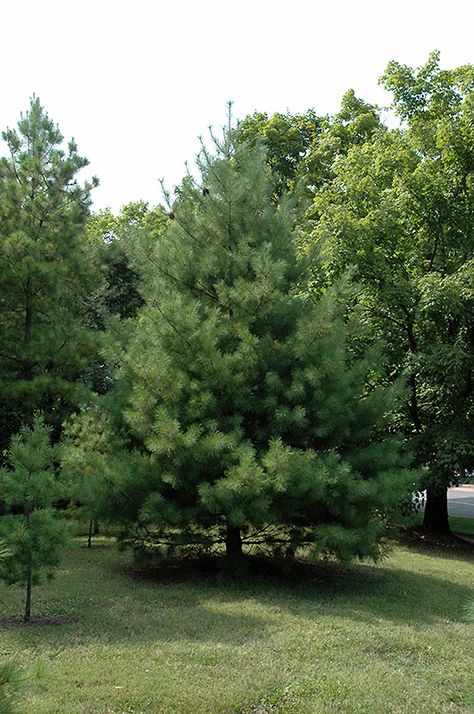 Christmas Tree Inspiration White, Loblolly Pine, Door Tree, Scandinavian Christmas Trees, Types Of Trees, Christmas Tress, Plant Palette, Tree Inspiration, Homestead Gardens