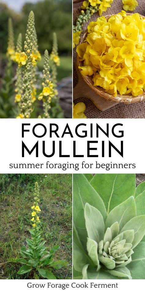 Homemade Herbal Tea, Foraging For Beginners, Mullein Leaf, Medicinal Wild Plants, Medicinal Weeds, Wild Foraging, Wild Food Foraging, Herbal Remedies Recipes, Diy Herbal Remedies