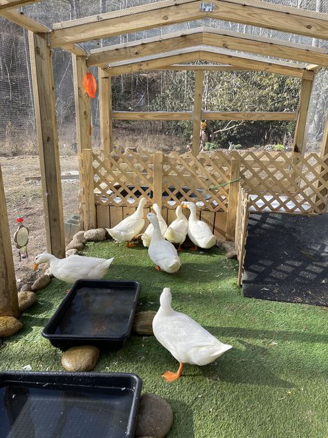 Ducks Coop, Goose Coop, Duck Coop Ideas, Duck Run, Quack Shack, Duck Enclosure, Backyard Entertaining Area, Duck Pens, Backyard Ducks