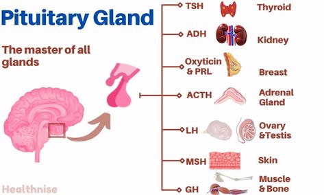 Pituitary gland is also known as Hypophysis. The pituitary gland is a small pea-sized gland that is situated in the ... Read morePituitary Gland – Its Hormones, functions, and disorders The post Pituitary Gland – Its Hormones, functions, and disorders appeared first on Healthnise.com. Exocrine System, Glands Anatomy, Pituitary Gland Disorders, Pituitary Gland Tumor, Hypothalamus Gland, Anterior Pituitary, Estrogen Hormone, Medical Lab, Mammary Gland