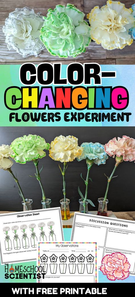 This color changing flowers experiment is a favorite and ideal for a preschool science activity and a lesson on capillary action in plants for elementary, middle, and high school students. Includes a printable with two levels of observation sheets. Flower Changing Color Science Project, Color Changing Flowers Science Project, Color Changing Flowers, Flower Experiment, Flower Science, Capillary Action, Water Experiments, High School Teen, Preschool Science Activities