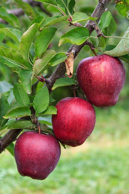 Harvest Time | by mattbpics Apple Tree From Seed, Tree House Drawing, Apple Plant, Fruits And Vegetables Pictures, Fruit World, Apple Benefits, Vegetable Pictures, Red Delicious Apples, Growing Fruit Trees