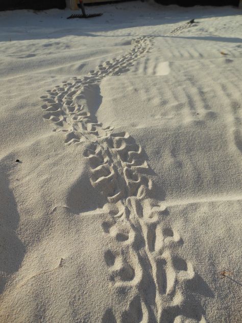 Sea Turtle Hatching, Turtle In Water Tattoo, Footprints In The Sand Drawing, Turtle On Beach Drawing, Sea Turtle Hatching Beaches, Sea Turtles Hatching, Bali Baby, Baby Sea Turtles, Water Play