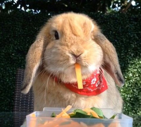 Bunny eating a carrot with swag Bunny Eating Carrot, Bunny With Carrot, Rabbit Eating Carrot, Bunny Eating, Eating Carrots, Rabbit Eating, Cute Bunny Pictures, Bunny Pictures, Change Is Good