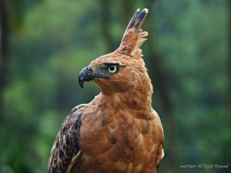 Javan hawk eagle Badak Jawa, Hawk Eagle, Raptors Bird, World Birds, How To Attract Birds, Nature Birds, Bird Photo, Birds Of Prey, Wild Birds