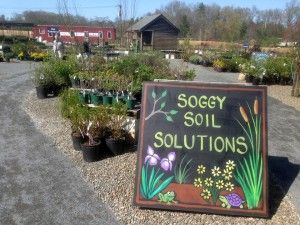 Garden Center Displays, Plant Display Ideas, Wholesale Plants, 12 Questions, Plant Signs, Chalk Sign, Garden Quotes, Garden Nursery, Community Center