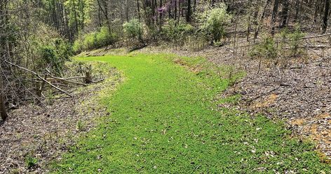 6 Tips for Designing Small Deer Hunting Food Plots Buck Pole Ideas, Food Plots For Deer Ideas, Deer Food Plots Ideas, Hunting Food, Deer Habitat, Deer Feed, Deer Hunting Stands, Food Plots For Deer, Deer Food