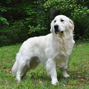 Axil from White Oak Golden Retrievers English Creme Golden Retriever, Cream Retriever, White Golden Retriever Puppy, White Retriever, English Cream Golden Retriever, Cream Golden Retriever, English Golden Retrievers, Golden Retriever Baby, June Carter