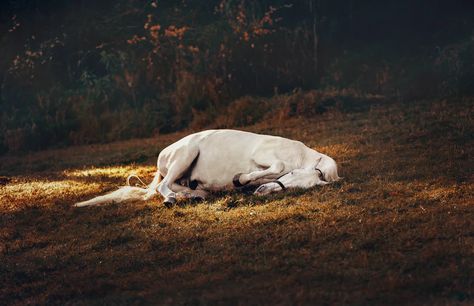 Horses Laying Down, Horse Laying Down, Animal Close Up, Healthy Horses, Horse Inspiration, Big Horses, Interesting Animals, Horse Owner, Horse Photos