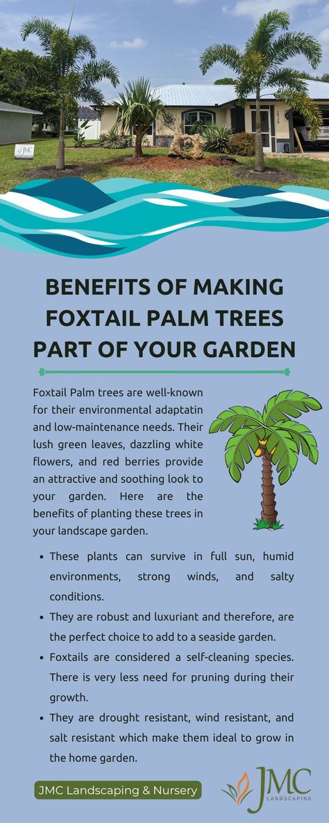 How to Take Care of the Foxtail Palm Tree? Foxtail Palm Tree, Bottle Palm Tree, Foxtail Palm, Florida Landscaping, Seaside Garden, Pine Island, Fox Tail, Southwest Florida, Yard Work