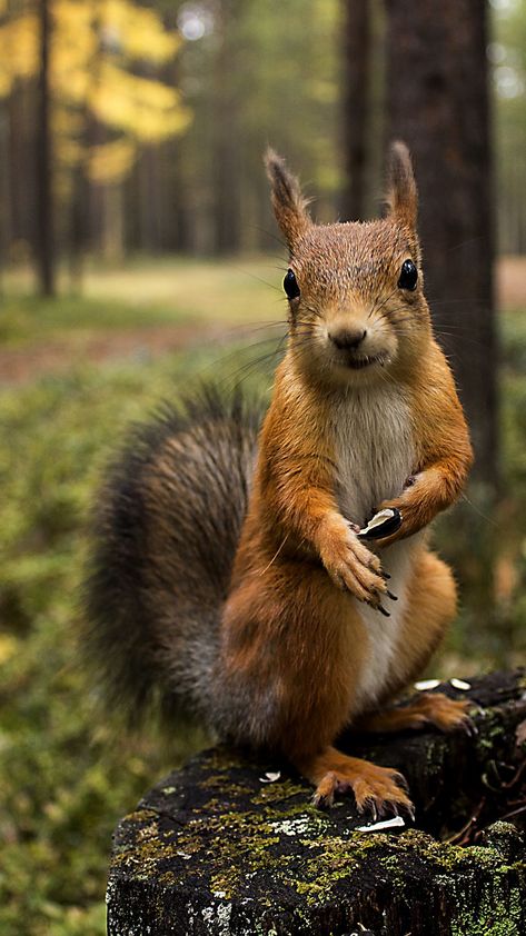 Squirrel Pictures, Cute Squirrel, A Squirrel, Red Squirrel, Woodland Creatures, Sweet Animals, Animal Planet, Nature Animals, 귀여운 동물