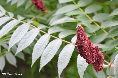 Health Benefits of Sumac (+ Creative Ways to Use It) Sumac Plant, Medicinal Wild Plants, Unripe Banana, Berry Tea, Tea Health Benefits, Herbal Tinctures, Herbal Apothecary, Tea Benefits, Wild Plants