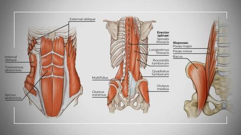 Deep Core Muscles - List, ANatomy, Function, Exercise - Mobile Core Muscles Anatomy, Core Anatomy, Ab Workout Routine, Muscles Anatomy, Plank Shoulder Taps, Muscle System, Dumbbell Shoulder, Knee Pain Exercises, Deep Core