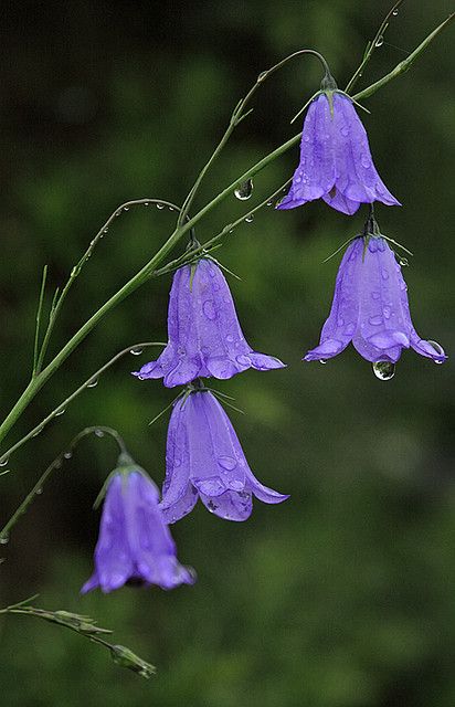 Harebells after rain (Campanula rotundifolia) by Chris Sharratt Easy Backyard, After Rain, Water Droplets, Exotic Flowers, Flower Beauty, Beautiful Blooms, Flowers Nature, Flower Pictures, Love Flowers