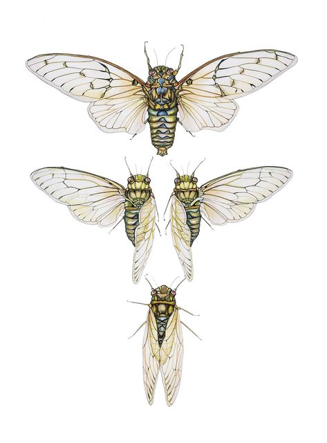 Cicada Art, Cicada Tattoo, Bug Tattoo, Insect Tattoo, Bug Art, Beautiful Bugs, Desenho Tattoo, Insect Art, Plant Drawing