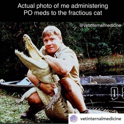 Veterinary Memes, Veterinary Medicine Humor, Steve Erwin, Veterinary Humor, Vet Tech Humor, Vet Tech School, Vet Tech Student, Irwin Family, Crocodile Hunter