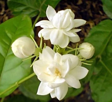 Indian Jasmine, Flowers For Mom, Jasmine Plant, Jasmine Flowers, Flora Flowers, Indian Flowers, Blossom Garden, Jasmine Flower, Moon Garden