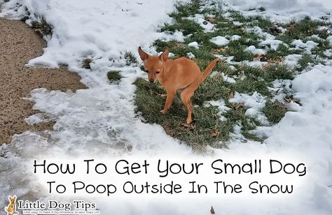 Winter Dog Run Ideas, Winter Potty Area For Dogs, How To Keep Dog Hair Under Control, How To Get Dog Hair Off Blankets, How To Stop Dog From Pooping In House, Pitbull Puppies Training, Cleaning For Dog Owners, Hyper Dog, Chihuahua Facts