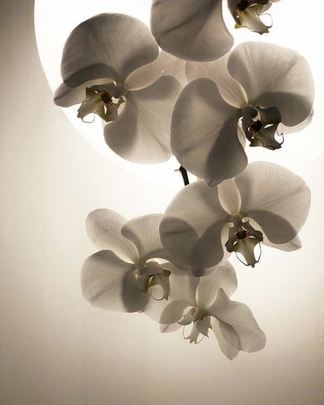 Orchids Aesthetic, Orchid Aesthetic, Photography Inspiration Nature, Garden Interior, Oopsy Daisy, Vanilla Orchid, Nothing But Flowers, Flower Therapy, Beautiful Orchids