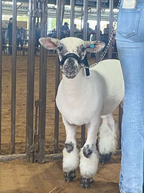 Sheep Showing Outfits, Sheep Showing Tips, Showing Lambs, Ffa Lamb, Lamb Showing, Ffa Pictures, 4h Livestock, Show Lambs, Sheep Showing