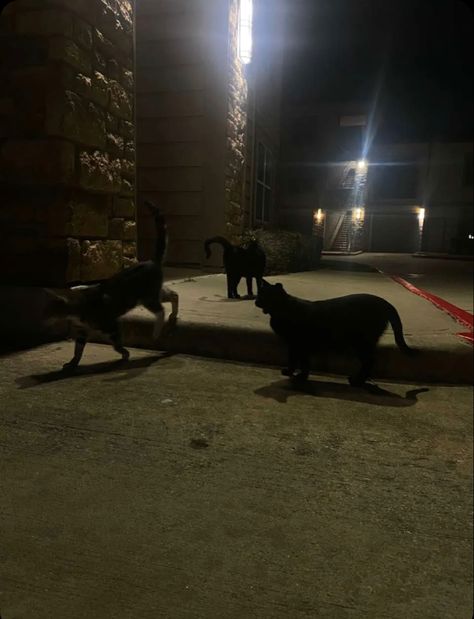 stray cats dark aesthetic Stray Animals Aesthetic, Stray Aesthetic, Stray Cat Aesthetic, Alley Cat Aesthetic, Stray Cat Aesthetic Night, Cats Outside, Cat Dark, Black Cat Aesthetic, Scary Cat