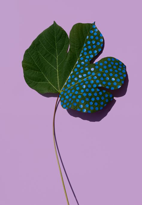 Sarah Illenberger, Palettes Color, Leaf Art, Natural Forms, Land Art, Amazing Photography, Color Inspiration, Art Direction, Art Projects