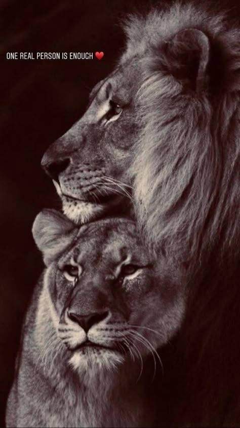 Lion Queen Wallpaper, Lion Wallpapers, Lion Kings, Lion Couple, Tattoo Lion, Lion King Baby, Animal Anime, Lion Photography, Lion And Lioness