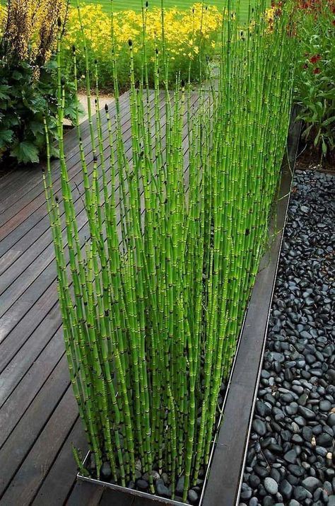 Equisetum Hyemale Miniature Bamboo Plant scouring Rush Rough - Etsy Horsetail Reed, Patio Landscape Design, Bamboo Seeds, Garden Landscaping Ideas, Bog Plants, Small Yard Landscaping, Architectural Plants, Aquatic Garden, Flower Garden Design