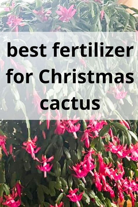 Get the best ideas for fertilizer for Christmas cactus and Thanksgiving cactus here! Promotes bigger blooms, health foliage and strong roots. Christmas Cactus Fertilizer, Repotting Christmas Cactus, Zygo Cactus, Holiday Cactus Plants, Christmas Cactus Care Tips, How To Care For Christmas Cactus Plants, Christmas Cacti, Indoor Cactus Plants, Garden Hack