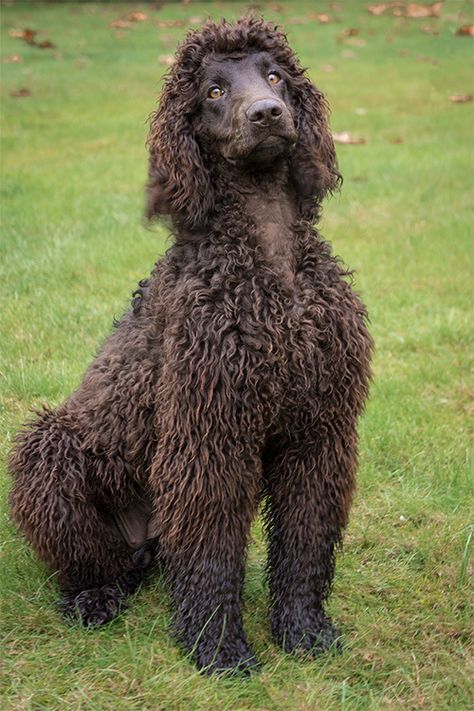 irish water spaniel | Posts Tagged ‘Irish Water Spaniel puppies’ Long Loose Curls, Dog Types, Irish Water Spaniel, Curly Coated Retriever, Water Spaniel, Rat Tail, Spaniel Puppies, Different Dogs, Waterproof Coat